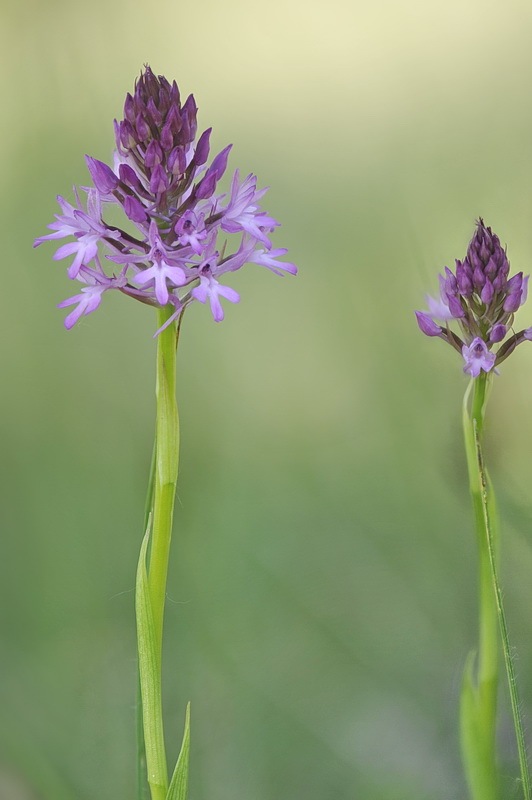 Anacamptis_pyramidalis.jpg.b7e2ad299903f64629240b18c7fcd685.jpg