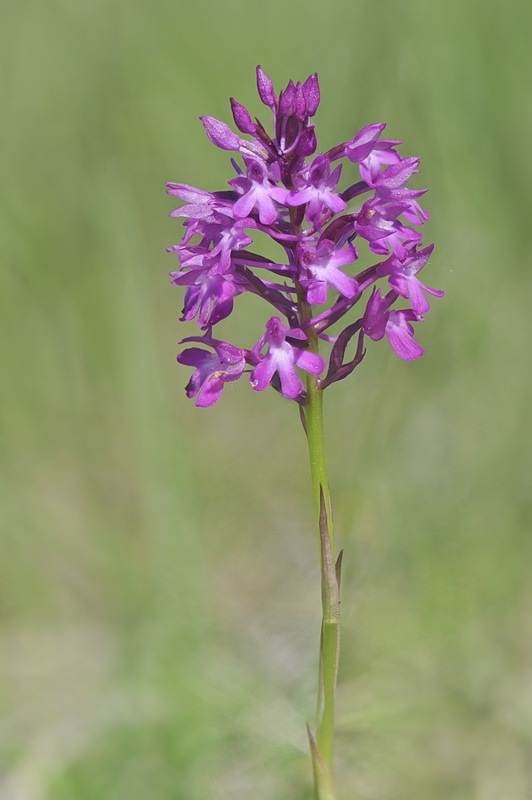 Anacamptis_pyramidalis1.jpg.57ce6c5e778982671a85b35ede930638.jpg