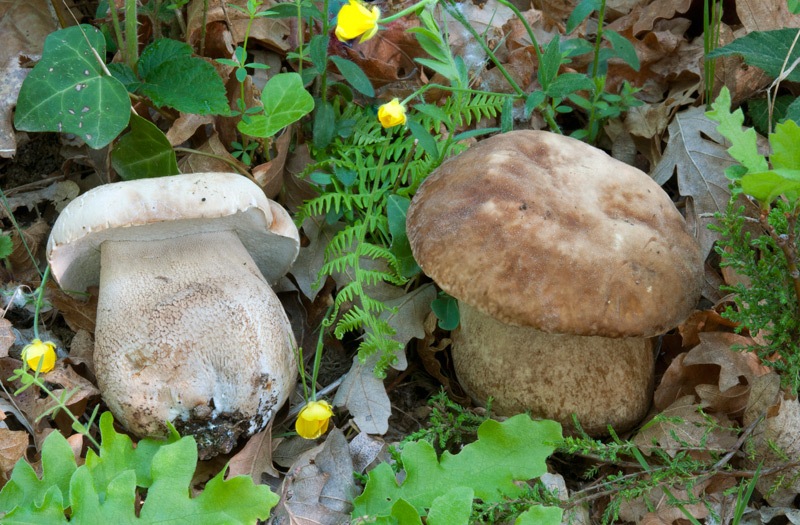 Boletus-reticulatus-9958_62_2022.jpg