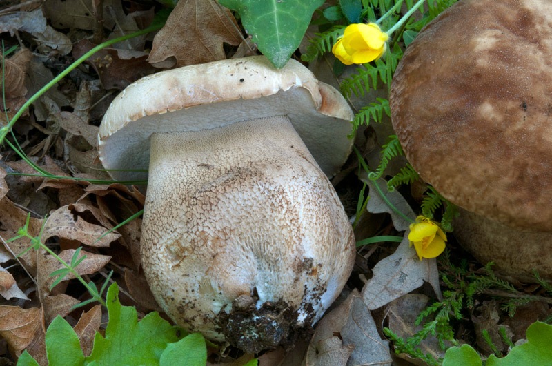 Boletus-reticulatus-9974_76_2022.jpg