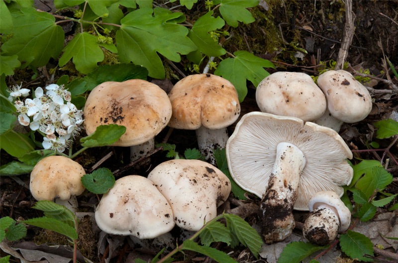 Calocybe-gambosa-3F8557_60_2022.jpg