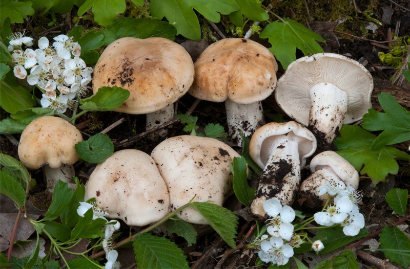 Calocybe-gambosa-5F8566_69_2022.jpg