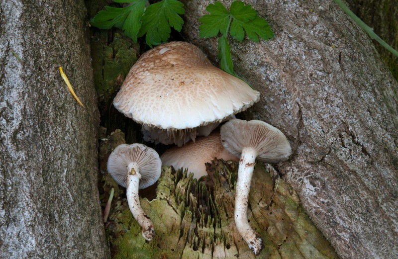 Cyclocybe-cylindracea-8357_60_2022.jpg