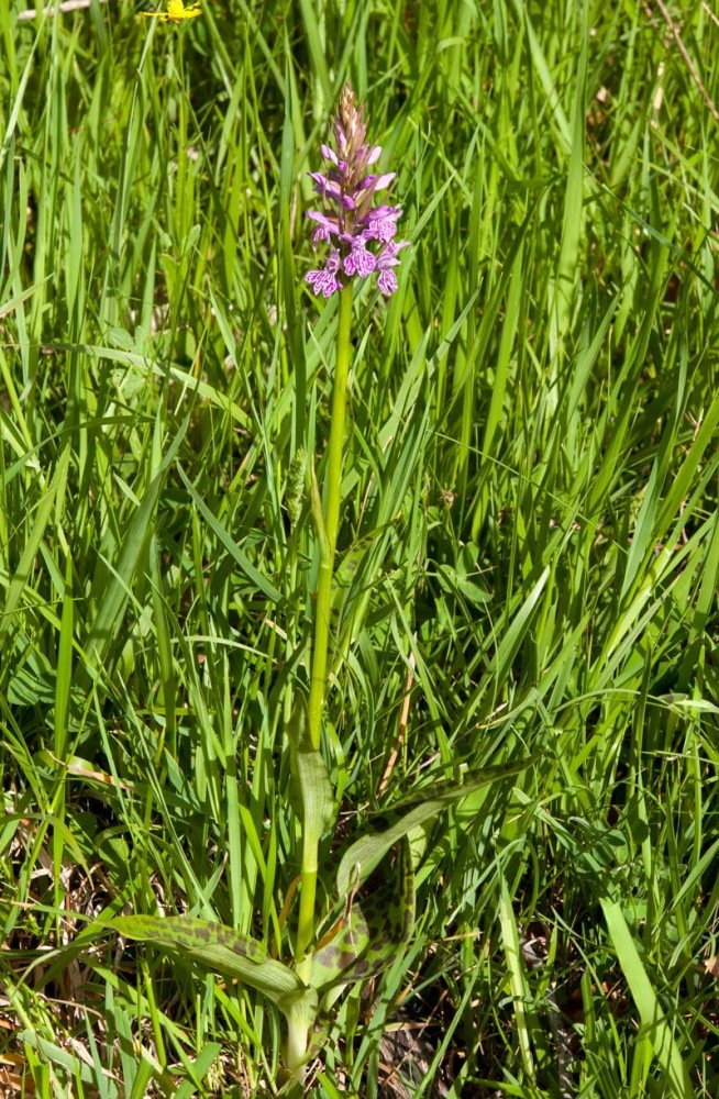 Dactylorhiza-maculata-subsp-fuchsii-353_55_2022.jpg