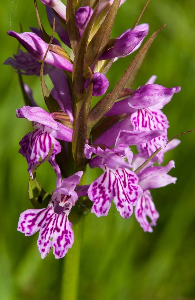 Dactylorhiza-maculata-subsp-fuchsii-382_92_2022.jpg