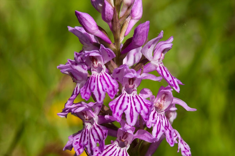 Dactylorhiza-maculata-subsp-fuchsii-393_02_2022.jpg