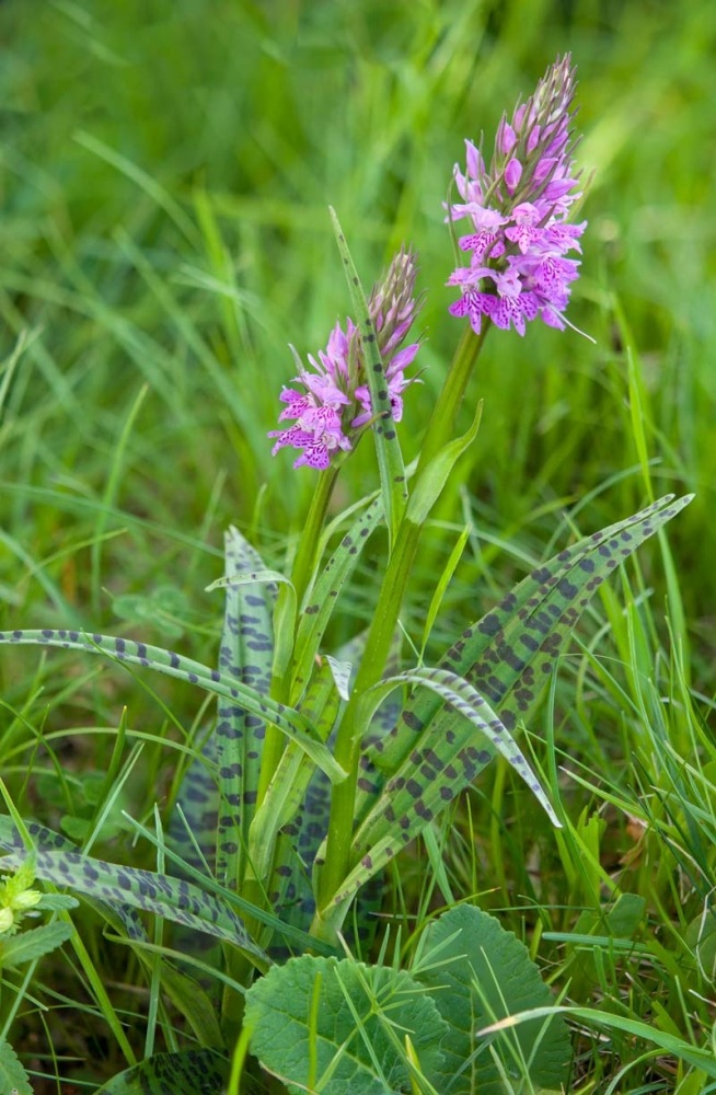 Dactylorhiza-maculata-subsp-fuchsii-424_29_2022.jpg