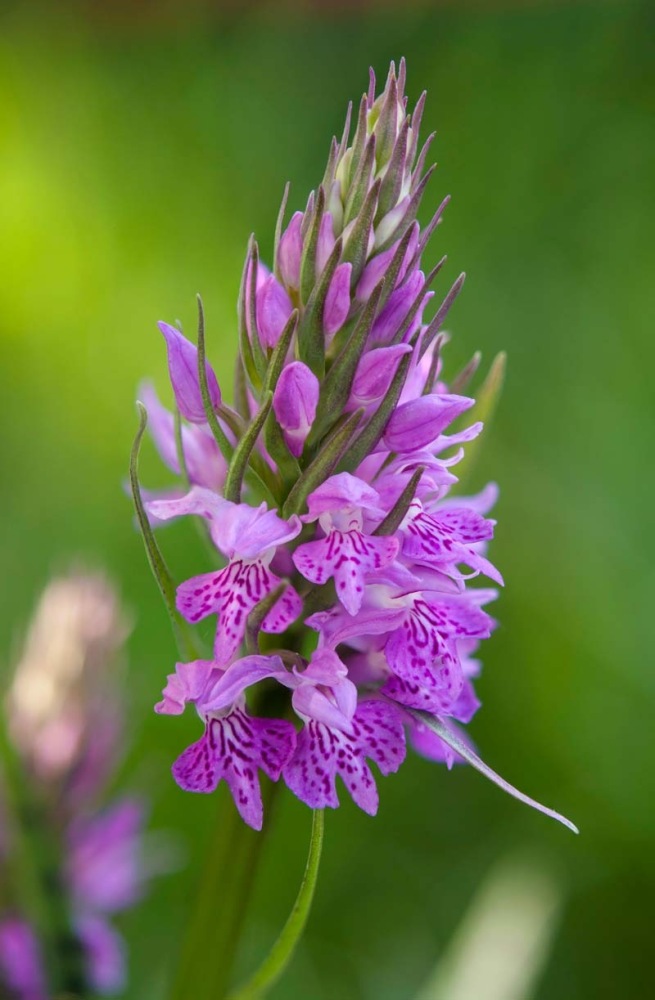 Dactylorhiza-maculata-subsp-fuchsii-463_71_2022.jpg