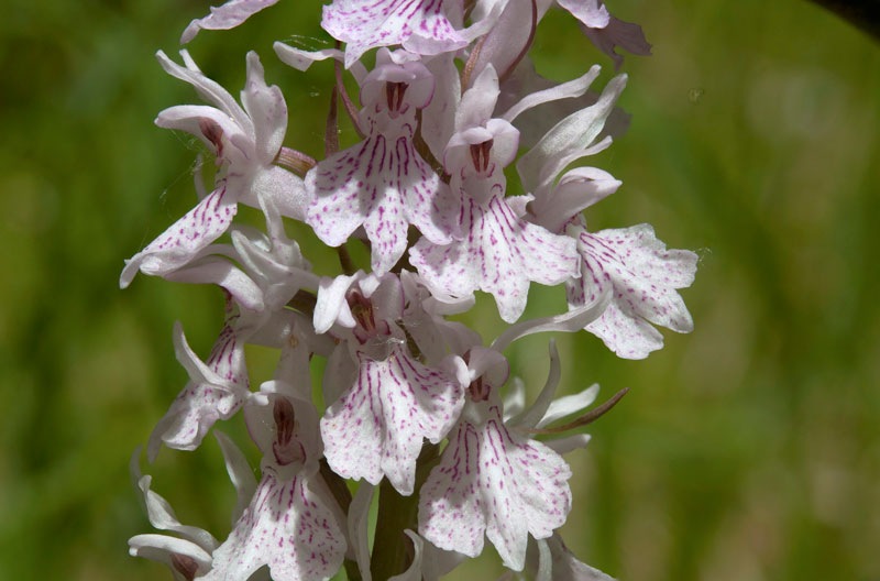 Dactylorhiza-maculata-subsp-fuchsii-648_59_2022.jpg