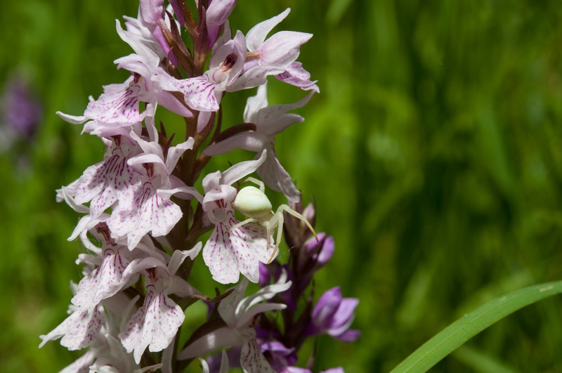 Dactylorhiza-maculata-subsp-fuchsii-con-ospite-633_52_2022.jpg