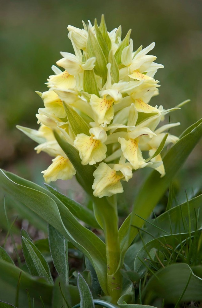 Dactylorhiza-sambucina-8971_80_2022.jpg