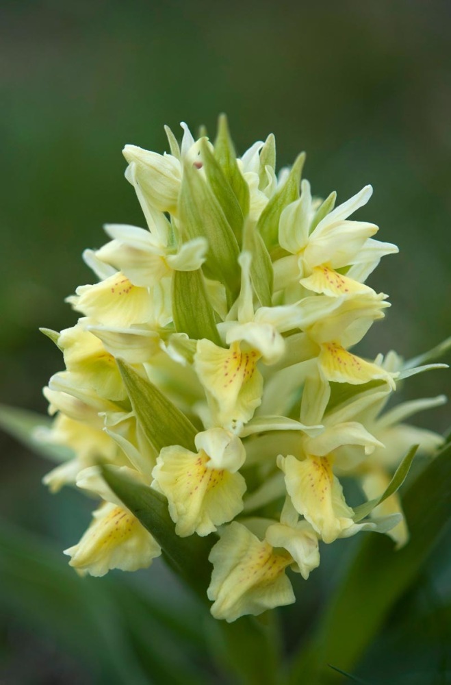 Dactylorhiza-sambucina-8981_89_2022.jpg