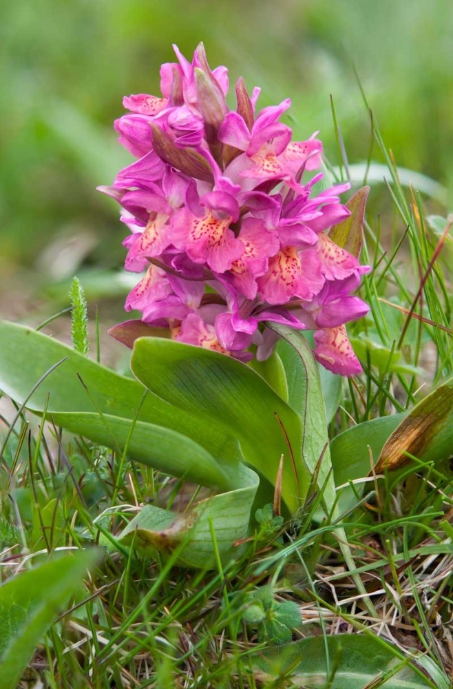 Dactylorhiza-sambucina-8990_99_2022.jpg