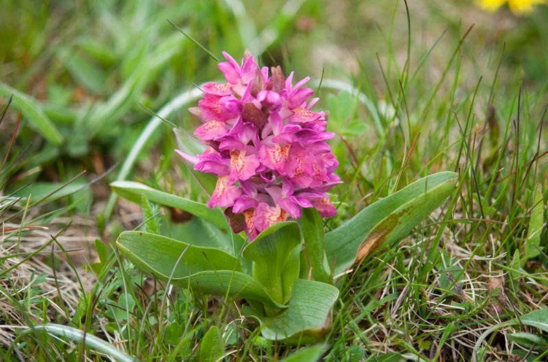 Dactylorhiza-sambucina-9010_15_2022.jpg