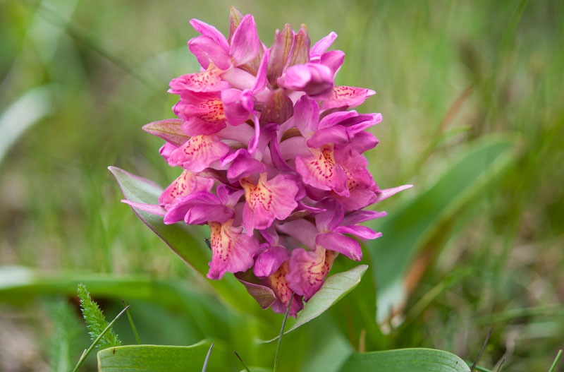 Dactylorhiza-sambucina-9016_21_2022.jpg