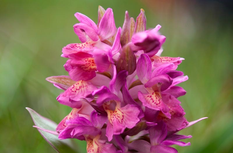 Dactylorhiza-sambucina-9029_36_2022.jpg