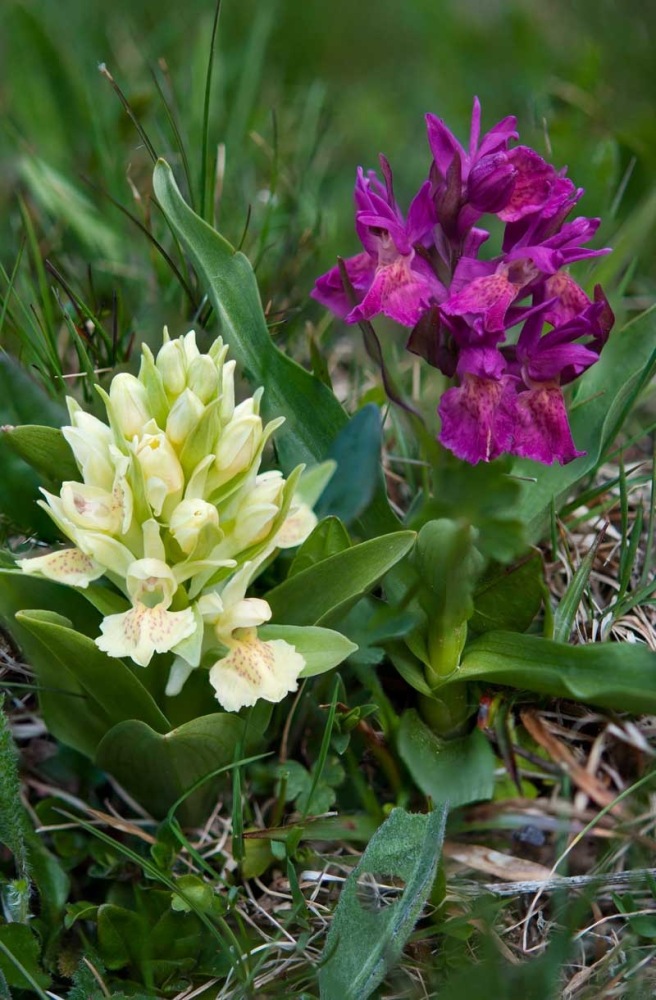 Dactylorhiza-sambucina-9061_68_2022.jpg