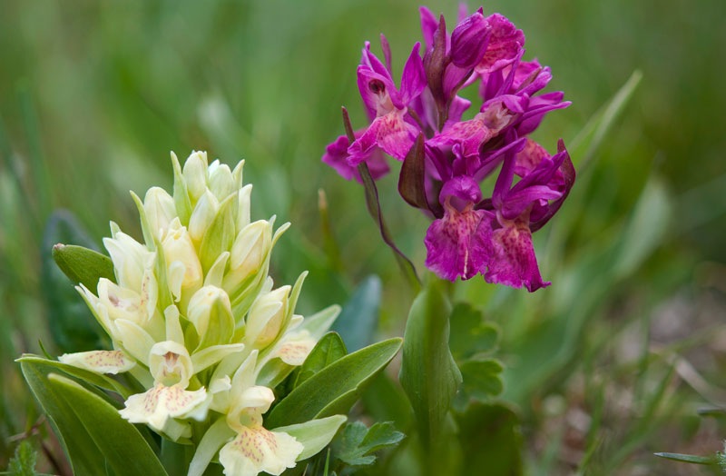 Dactylorhiza-sambucina-9069_76_2022.jpg