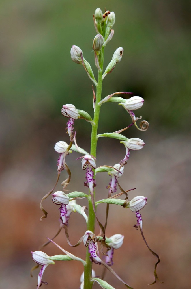 Himantoglossum-adriaticum-744_57_2022.jpg