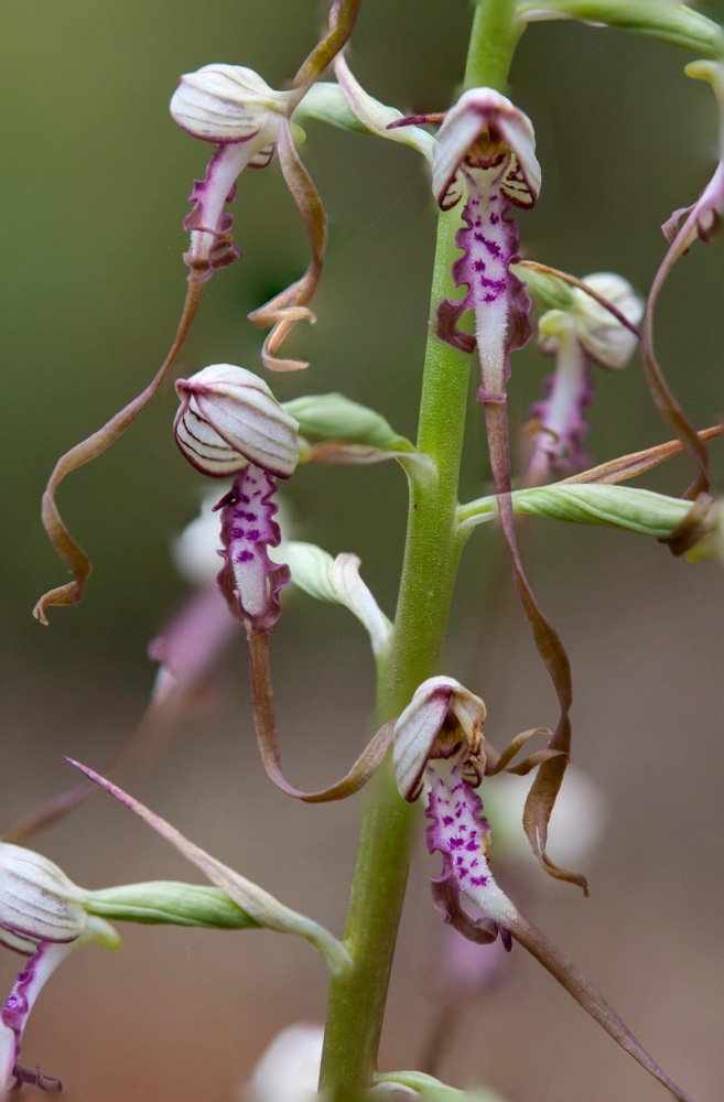 Himantoglossum-adriaticum-778_89_2022.jpg