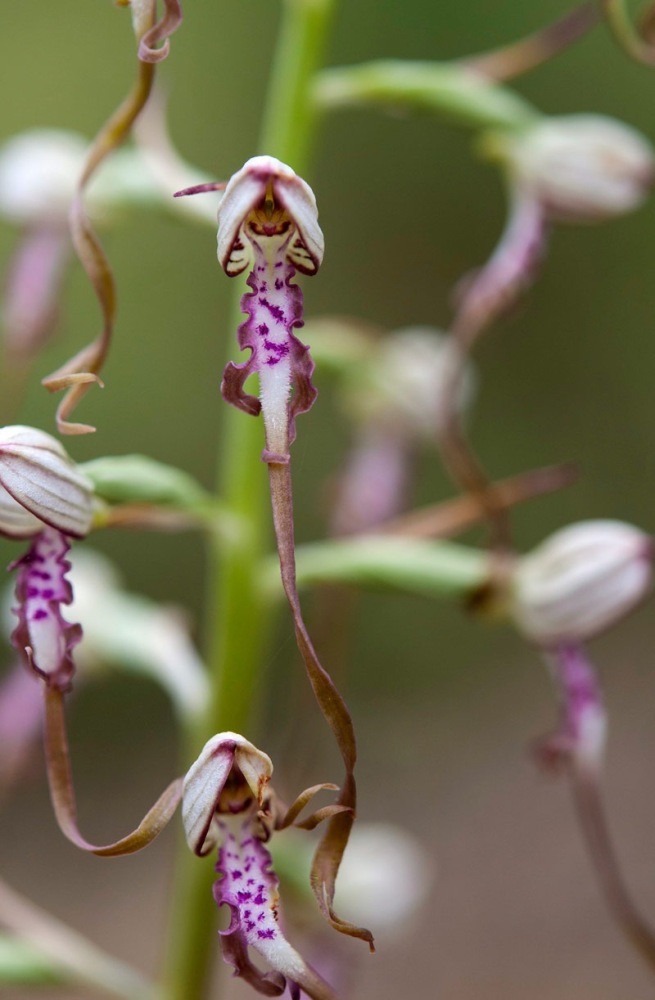 Himantoglossum-adriaticum-790_93_2022.jpg