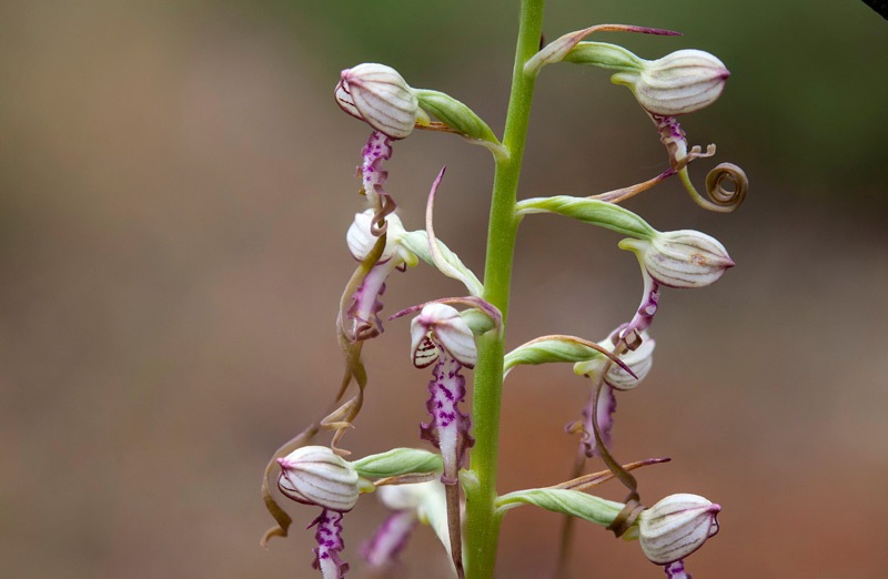 Himantoglossum-adriaticum-802_09_2022.jpg