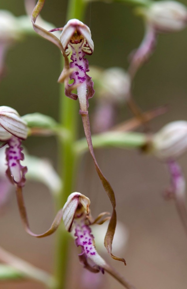 Himantoglossum-adriaticum-820_21_2022.jpg