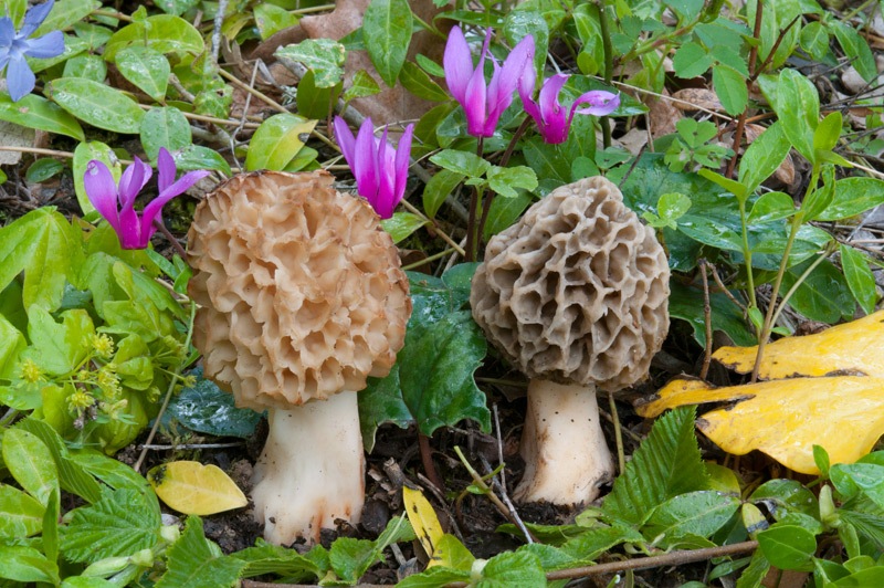 Morchella-esculenta-4F8589_94_2022.jpg