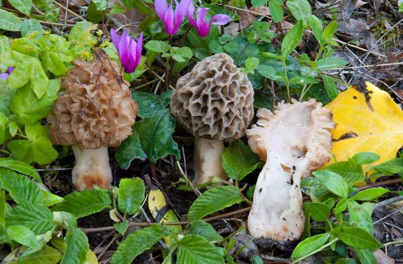 Morchella-esculenta-6F8600_06_2022.jpg