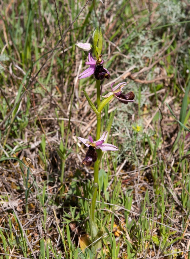 Ophrys-bertolonii-8736_38_2022.jpg