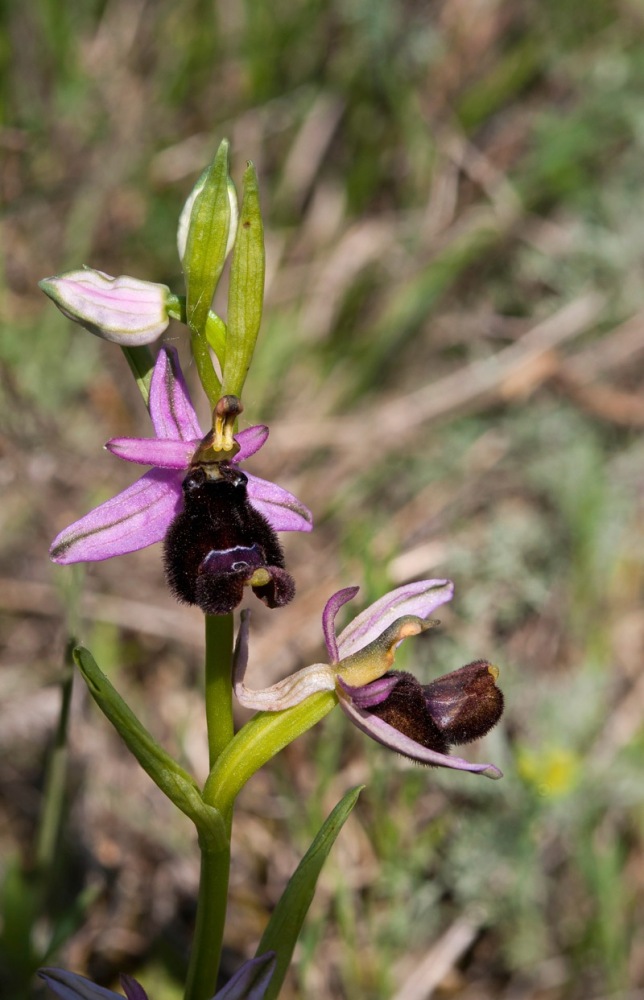 Ophrys-bertolonii-8743_47_2022.jpg