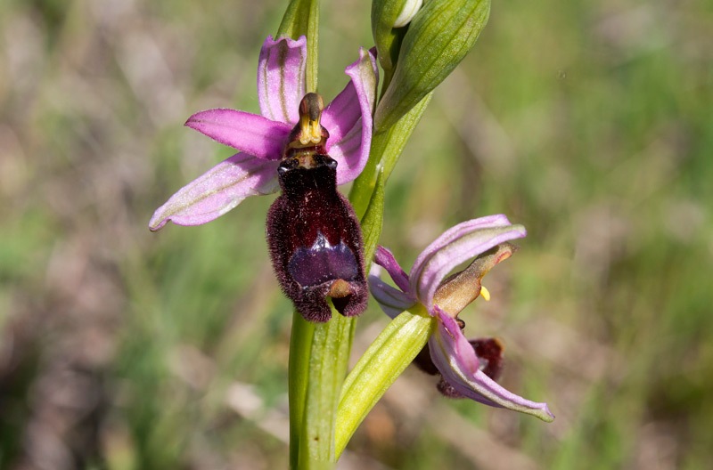 Ophrys-bertolonii-8758_64_2022.jpg