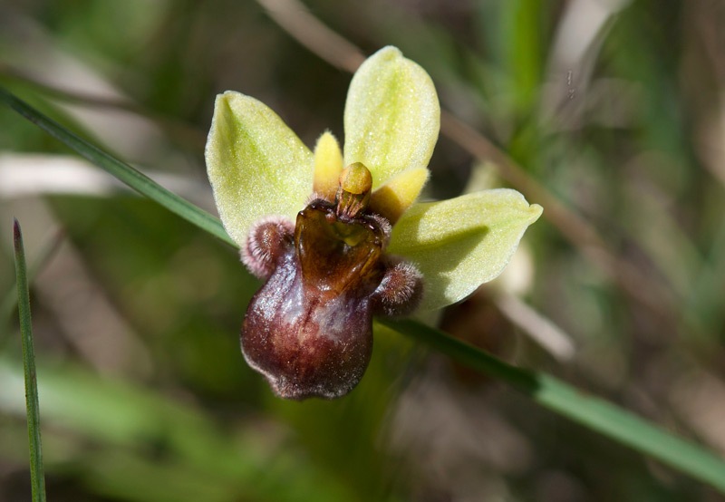 Ophrys-bombyliflora-8724_28_2022.jpg