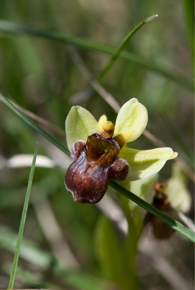 Ophrys-bombyliflora-8729_35_2022.jpg