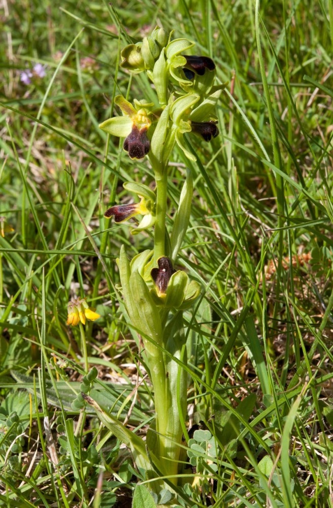 Ophrys-fusca-subsp-funerea-310_15_2022.jpg