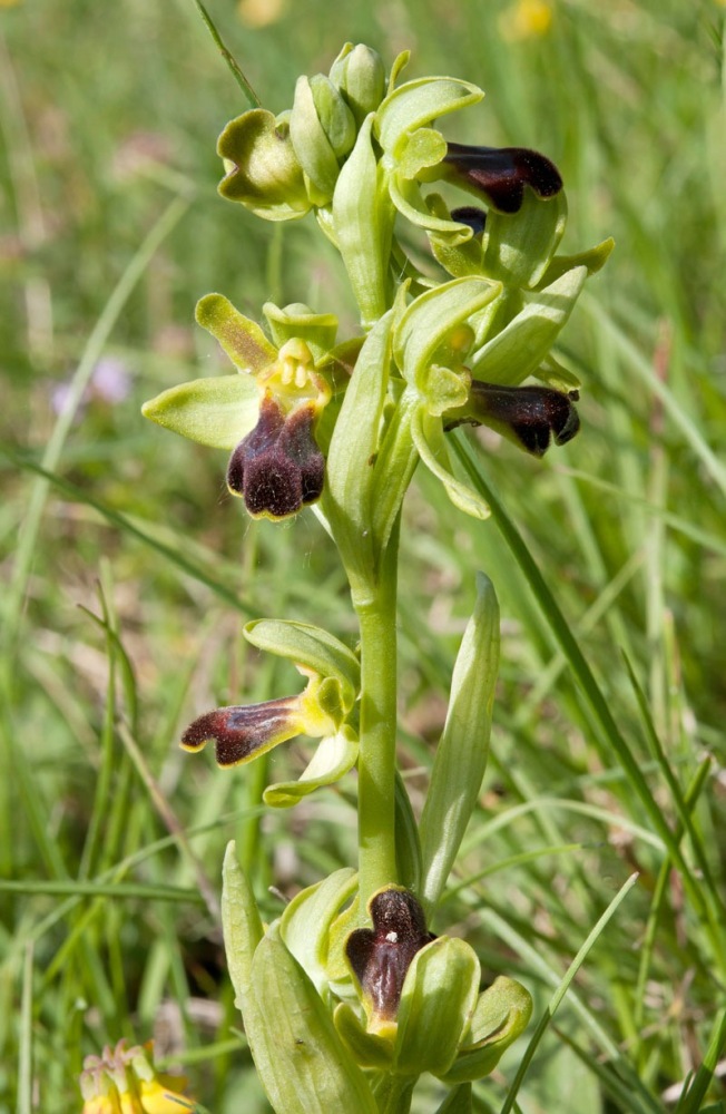 Ophrys-fusca-subsp-funerea-316_24_2022.jpg