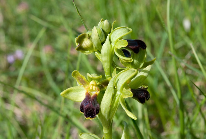 Ophrys-fusca-subsp-funerea-333_41_2022.jpg