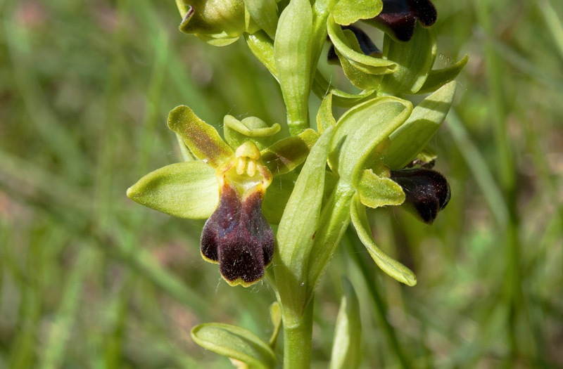 Ophrys-fusca-subsp-funerea-342_49_2022.jpg