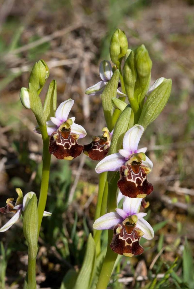 Ophrys-holosericae-subsp-appennina--8794_98_2022.jpg