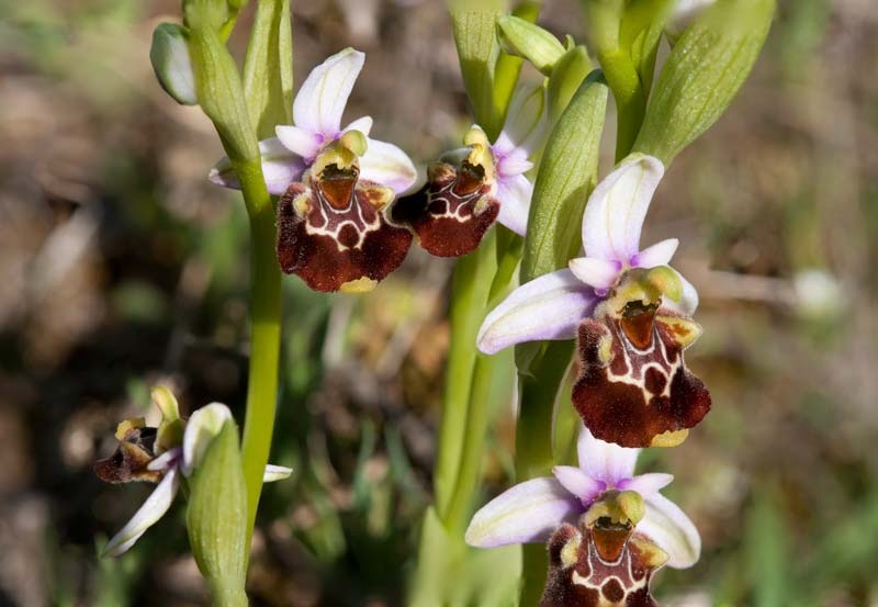 Ophrys-holosericae-subsp-appennina--8799_03_2022.jpg