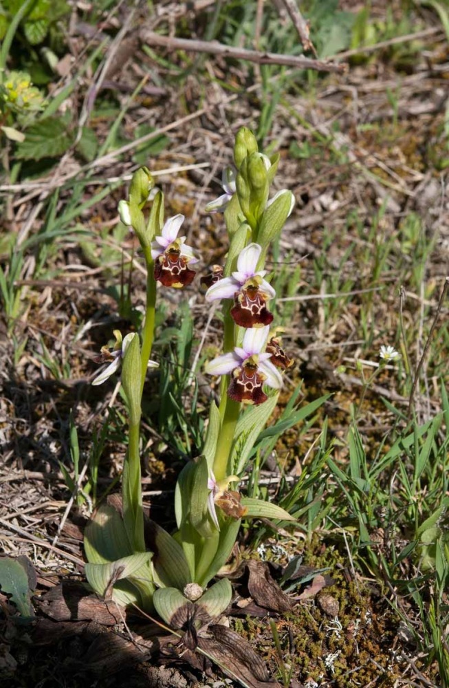 Ophrys-holosericae-subsp-appennina-8765_69_2022.jpg