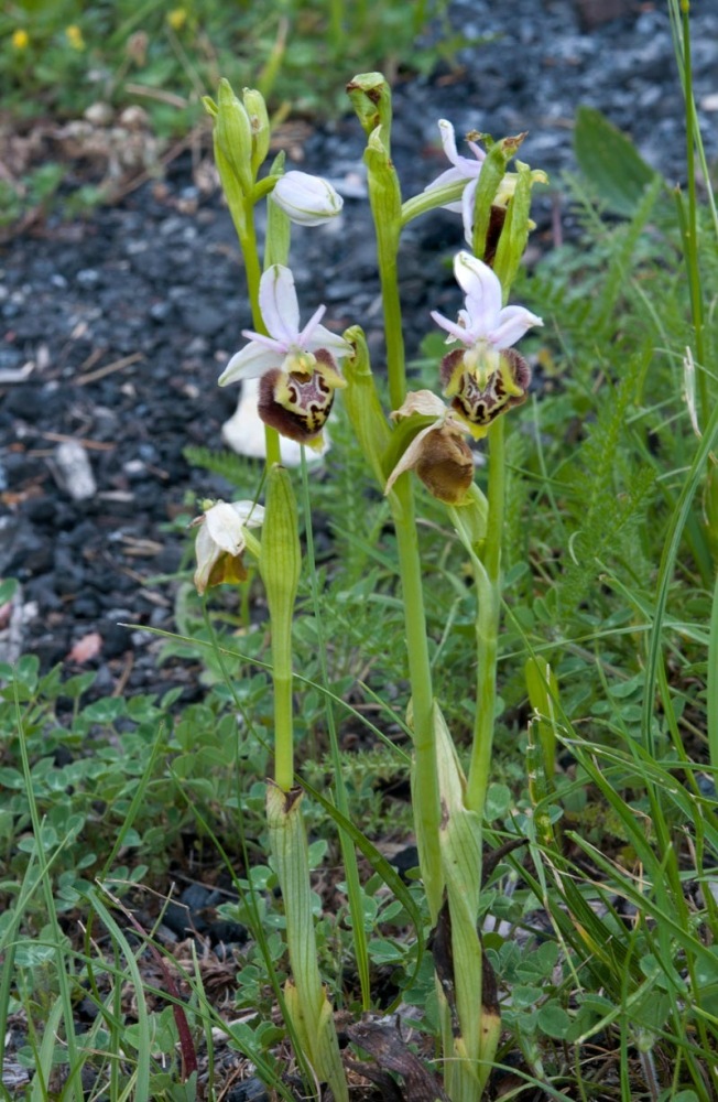 Ophrys-holosericea-subsp-dinarica-136_140_2022.jpg