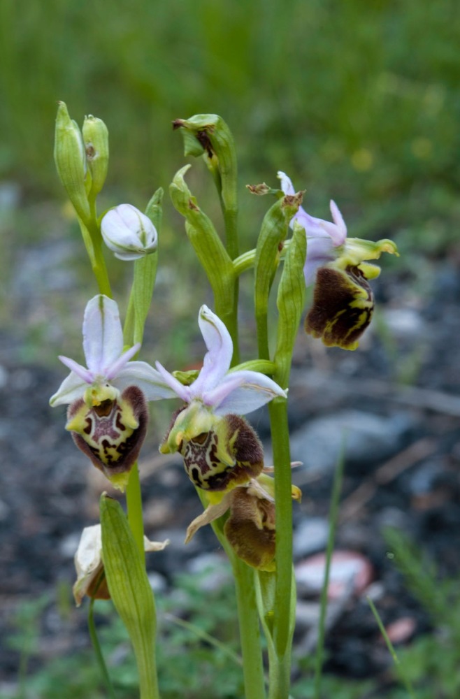 Ophrys-holosericea-subsp-dinarica-148_154_2022.jpg