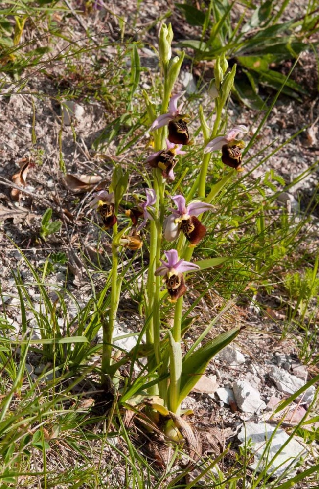 Ophrys-holosericea-subsp-dinarica-253_58_2022.jpg
