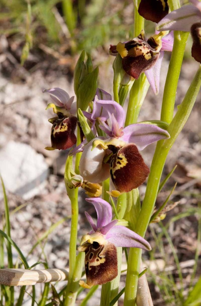 Ophrys-holosericea-subsp-dinarica-267_62_2022.jpg