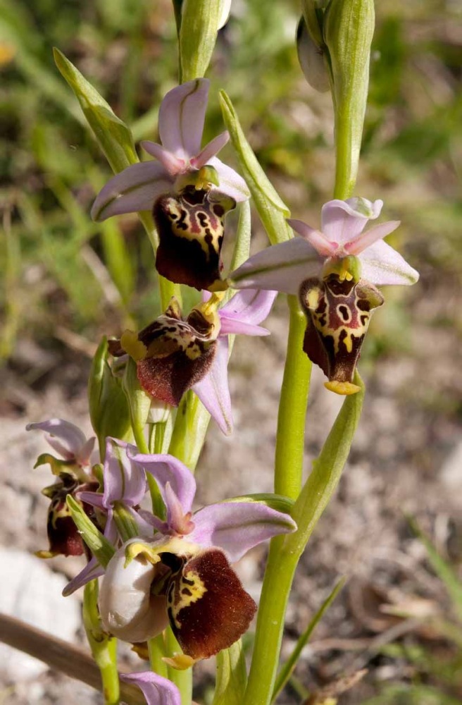 Ophrys-holosericea-subsp-dinarica-273_82_2022.jpg