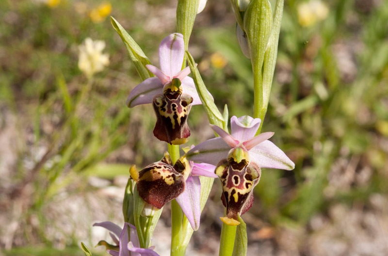 Ophrys-holosericea-subsp-dinarica-298_03_2022.jpg
