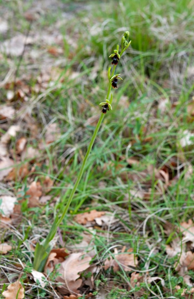 Ophrys-insectifera-9398_99_2022.jpg