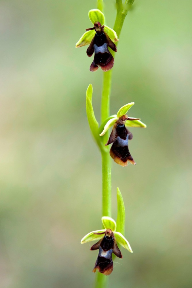 Ophrys-insectifera-9409_13_2022.jpg