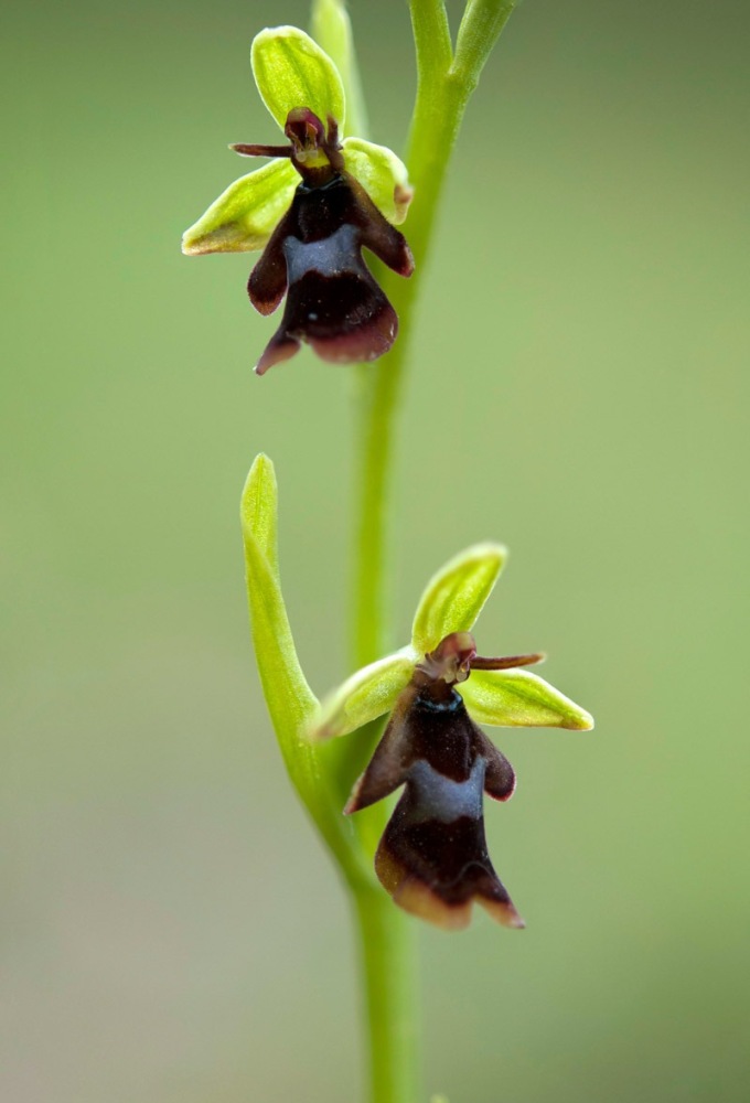 Ophrys-insectifera-9418_22_2022.jpg